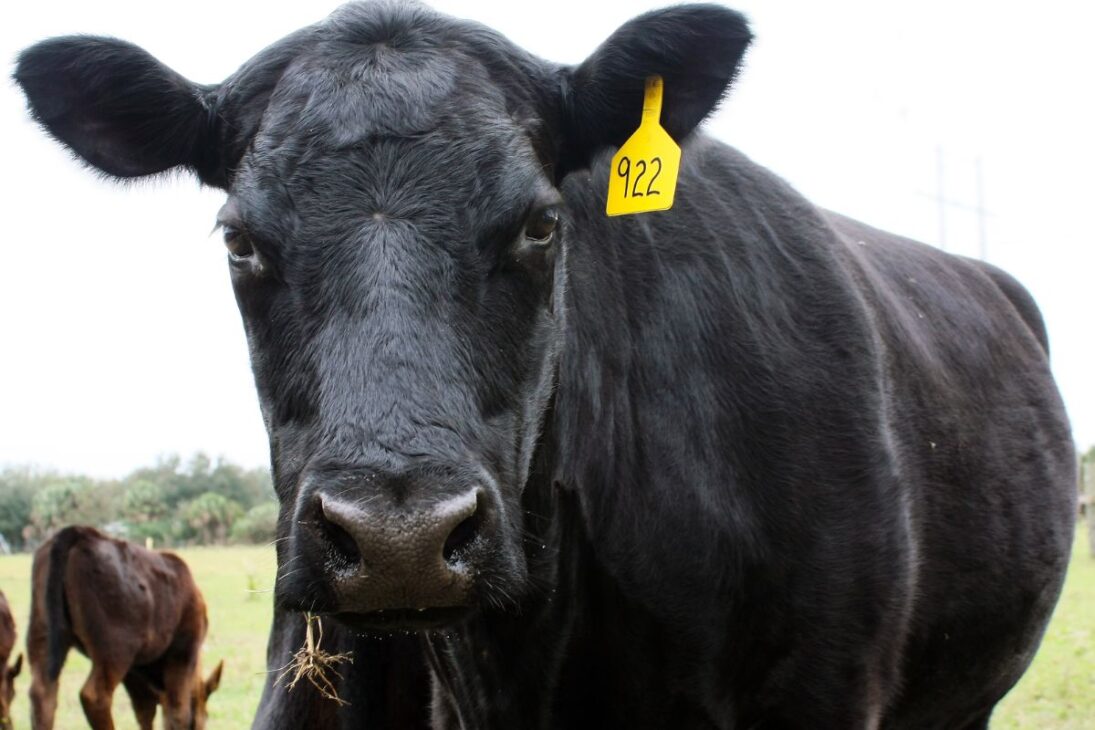 Controlando 6,1 milhões de hectares e um rebanho de 200.000 bovinos, a NAPCO é um gigante privado que produz carne bovina neutra em carbono em escala massiva