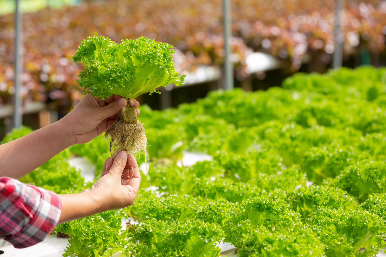 A Grande Florianópolis será palco de um encontro nacional que apresenta o Sistema Plantio Direto de Hortaliças, reunindo agricultores, pesquisadores e técnicos para debater práticas de agricultura sustentável