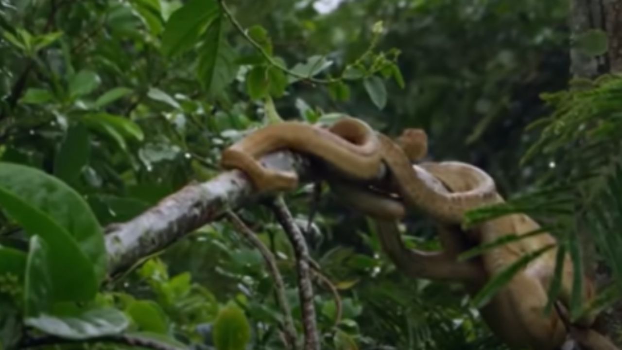 Ao trocar de pele, a cobra nos ensina que a verdadeira transformação exige deixar para trás aquilo que não nos serve mais