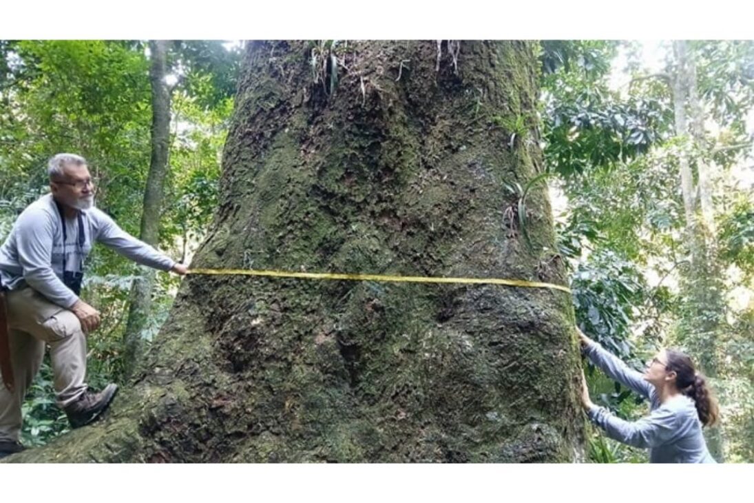 Fiocruz encontra jequitibá-rosa de 500 anos e 40 metros de altura no Rio: gigante ameaçado resiste na maior floresta urbana do mundo