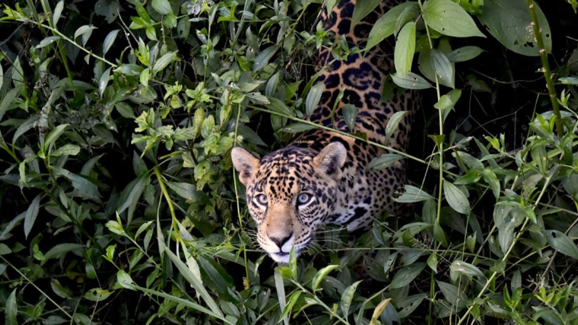 Projeto no Pantanal cria a maior população reintroduzida de onças-pintadas do Brasil, unindo ciência, conservação e ecoturismo sustentável.