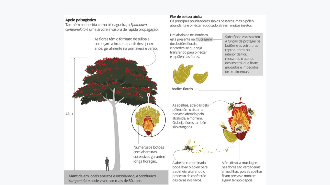 Santa Catarina proíbe a espatódea por matar abelhas nativas. Multa chega a R$ 1 mil por muda. Saiba o que diz a lei e como agir.