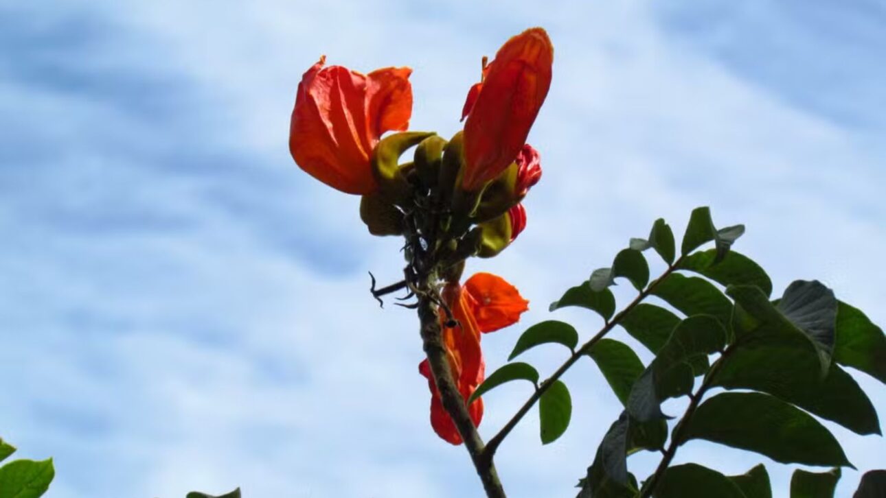 Santa Catarina proíbe a espatódea por matar abelhas nativas. Multa chega a R$ 1 mil por muda. Saiba o que diz a lei e como agir.