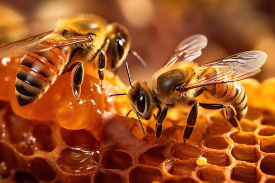 Com 14,6% da produção de mel no Brasil, o Paraná assume a liderança nacional. Arapoti e Ortigueira ganham destaque, enquanto o setor apícola cresce com sustentabilidade e recordes