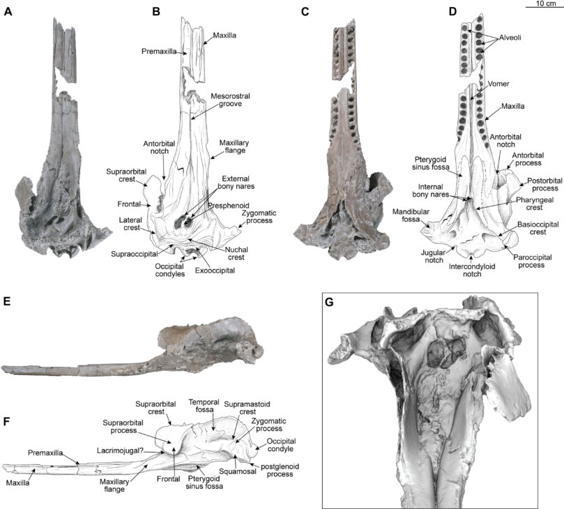 Com 3,5 metros de comprimento e estrutura craniana sem precedentes, o fóssil de golfinho de rio encontrado na Amazônia é o maior já registrado no planeta e reescreve a história dos mamíferos aquáticos