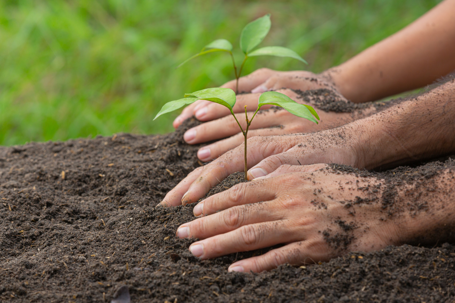 O Programa Florestas Produtivas alcançou um marco importante com o anúncio, em 21 de outubro, dos 88 projetos selecionados pelo Fundo Socioambiental CAIXA (FSA) em parceria com o Ministério do Desenvolvimento Agrário (MDA)