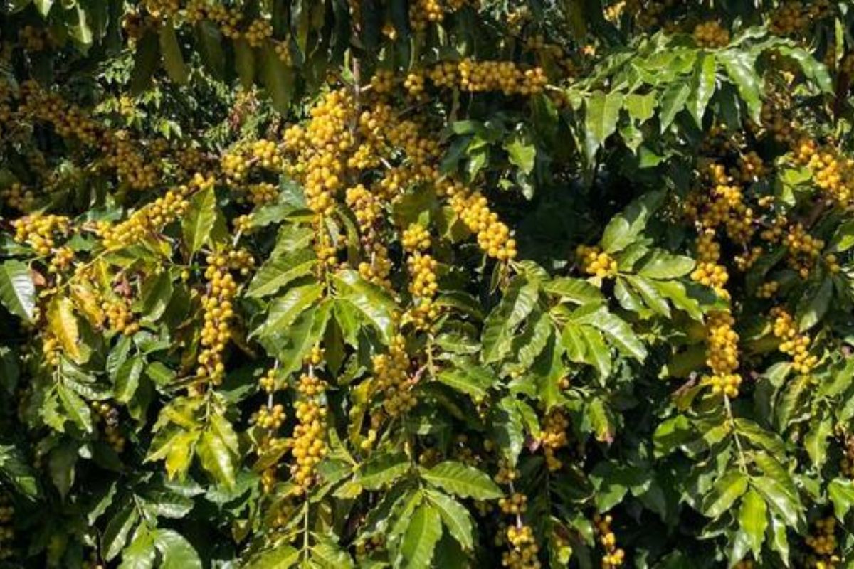 A Semana Internacional do Café 2025 marca um momento histórico para a cafeicultura brasileira com o lançamento da nova cultivar de café arábica “MGS Epamig Amarelão”