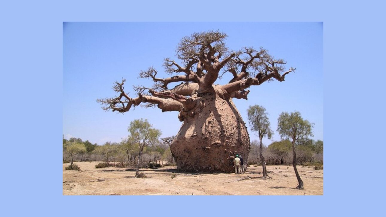 Arvore de madagascar que parece ser de cabeça para baixo