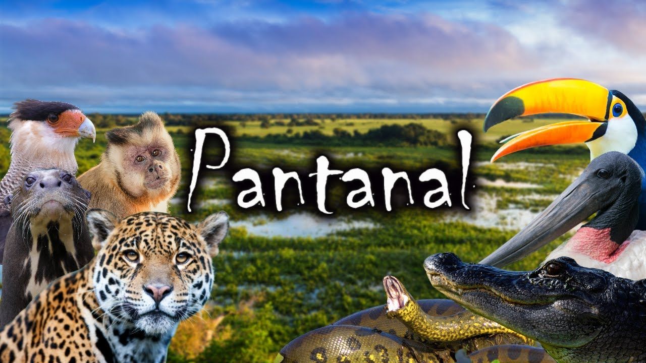 Presidente sanciona lei que reforça proteção do Pantanal, promove sustentabilidade, recuperação ambiental e incentiva turismo e atividades econômicas locais.