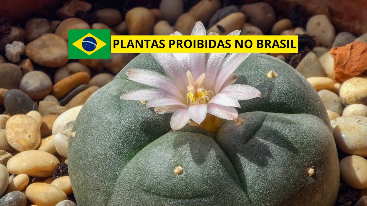 Você sabia que algumas plantas são proibidas no Brasil? Descubra quais espécies estão na lista, os efeitos perigosos e as regras legais que proíbem o cultivo.