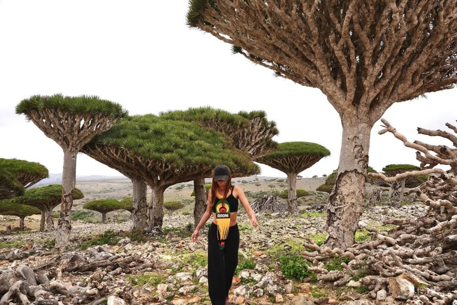Socotra, Ilha, Anitta