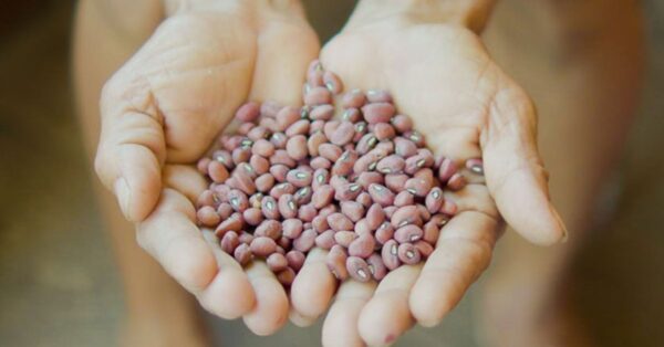 Os feijões da Amazônia atraem atenção de cientistas, nutricionistas e agricultores por sua notável composição nutricional e biodiversidade regional