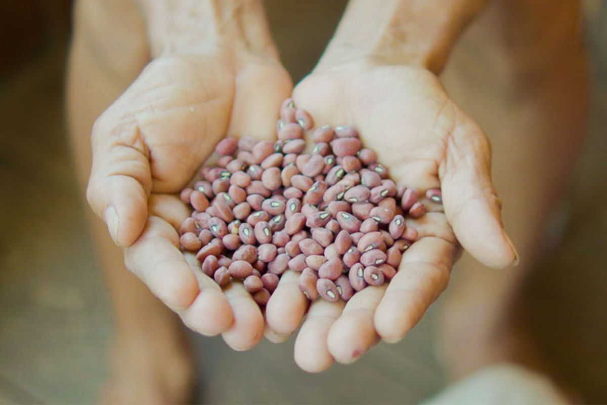 Os feijões da Amazônica atraem atenção de cientistas, nutricionistas e agricultores por sua notável composição nutricional e biodiversidade regional