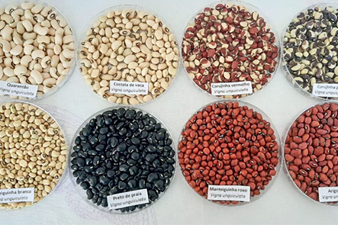 Um estudo realizado ao longo de três anos mapeou 14 variedades cultivadas no Vale do Juruá, no Acre, evidenciando que a agricultura tradicional local preserva genética valiosa