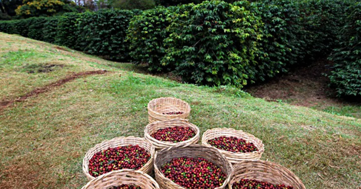 Maior cafezal urbano do mundo floresce em São Paulo e encanta com 10 mil m² de verde, 2.200 pés de café e pesquisas com abelhas.