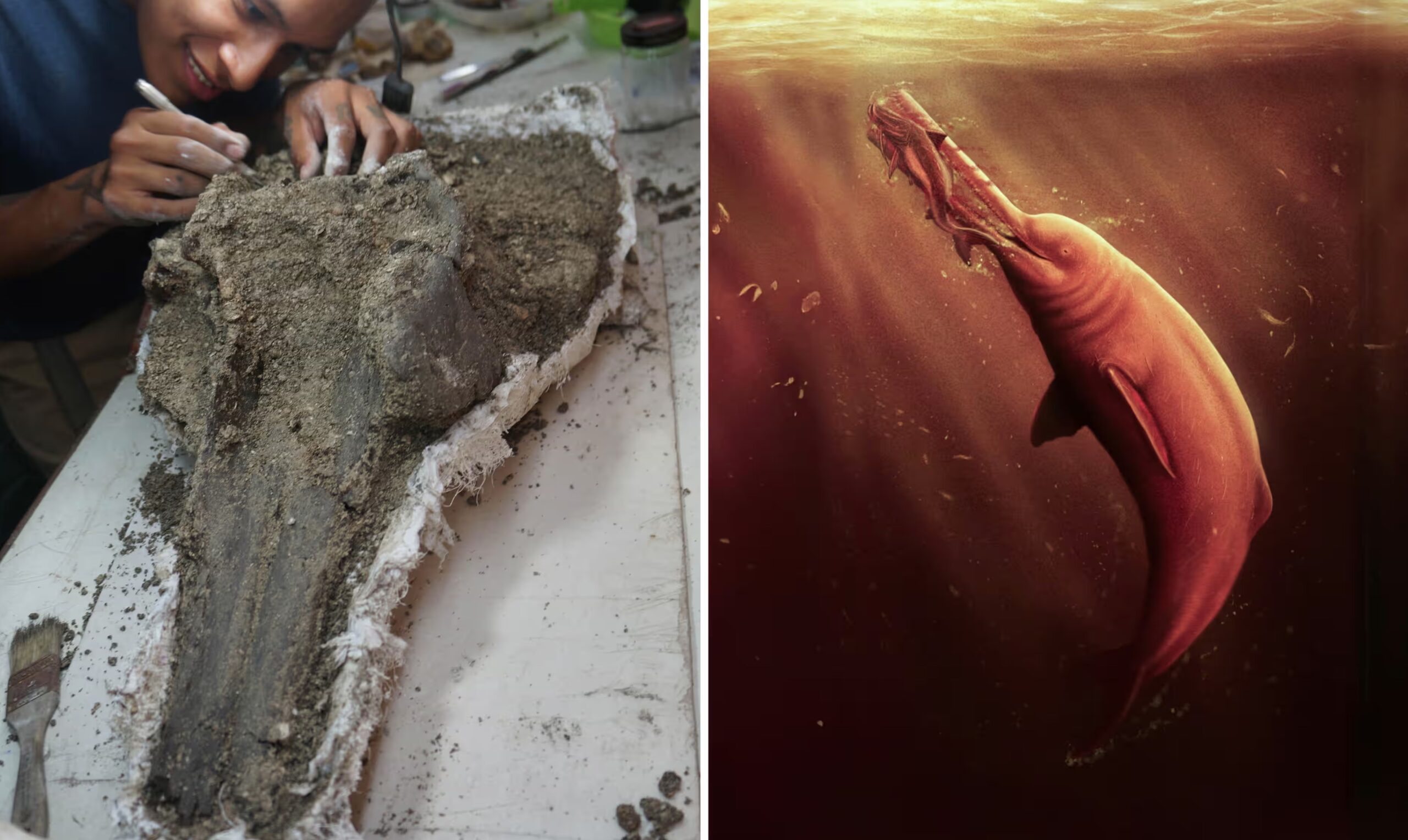 Com 3,5 metros de comprimento e estrutura craniana sem precedentes, o fóssil de golfinho de rio encontrado na Amazônia é o maior já registrado no planeta e reescreve a história dos mamíferos aquáticos