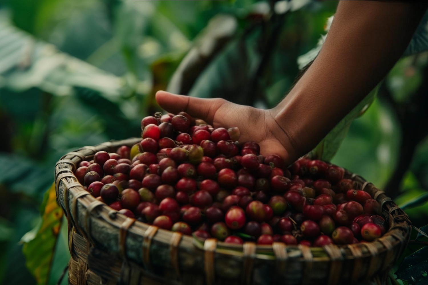 O papel das políticas públicas tem sido decisivo para manter a produção do café no Brasil em crescimento