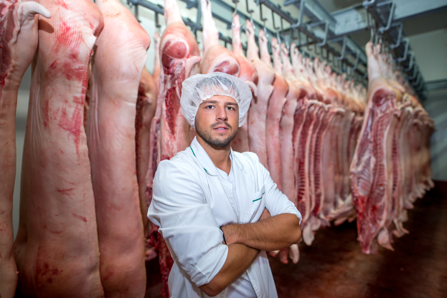 A produção de carne suína e de frango voltou a registrar aumento nos custos em setembro, conforme levantamento da Embrapa Suínos e Aves, divulgado pela Central de Inteligência de Aves e Suínos (CIAS)