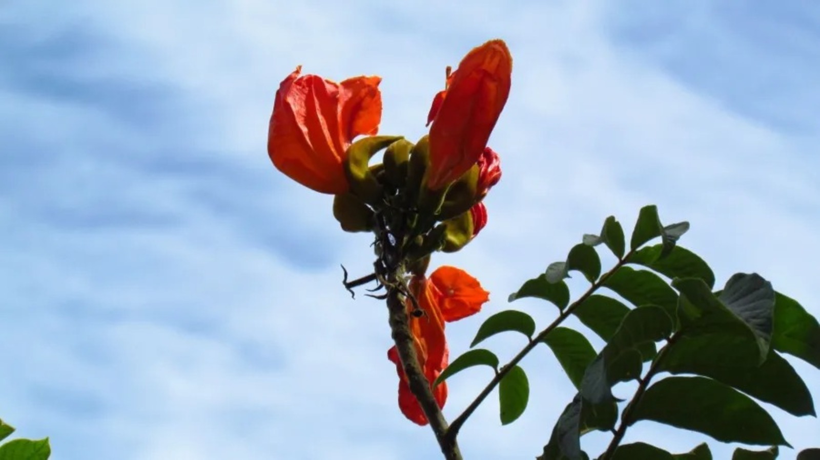 Planta assassina, Abelhas, Planta