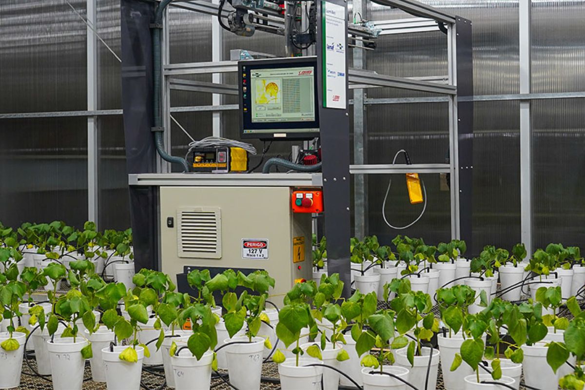 Pesquisadores da EMBRAPA criaram o robô LumiBot que utiliza o poder da luz e algoritmos inteligentes para identificar doenças em soja e algodão antes mesmo de aparecerem sintomas visíveis