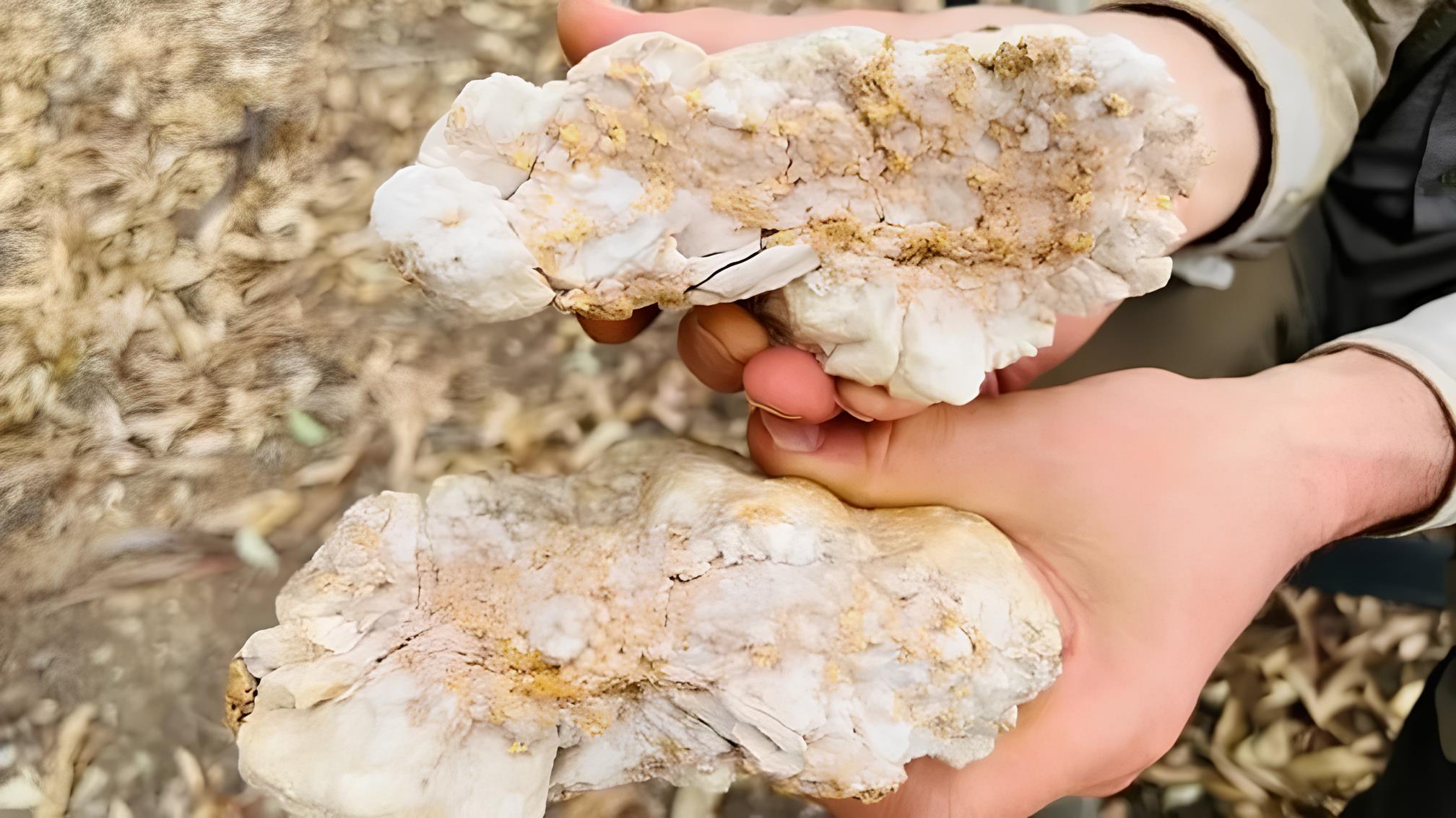 Homem usando detector de metais encontra pepita de ouro de 4,6 kg avaliada em US$ 160 mil (R$ 800 mil) e surpreende especialistas com uma das descobertas mais raras da mineração moderna; fato ocorreu em 2023