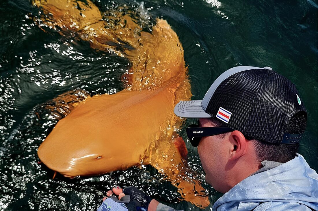O primeiro tubarão-laranja do mundo é descoberto a 1.000 metros de profundidade: espécie rara surpreende cientistas ao apresentar coloração metálica