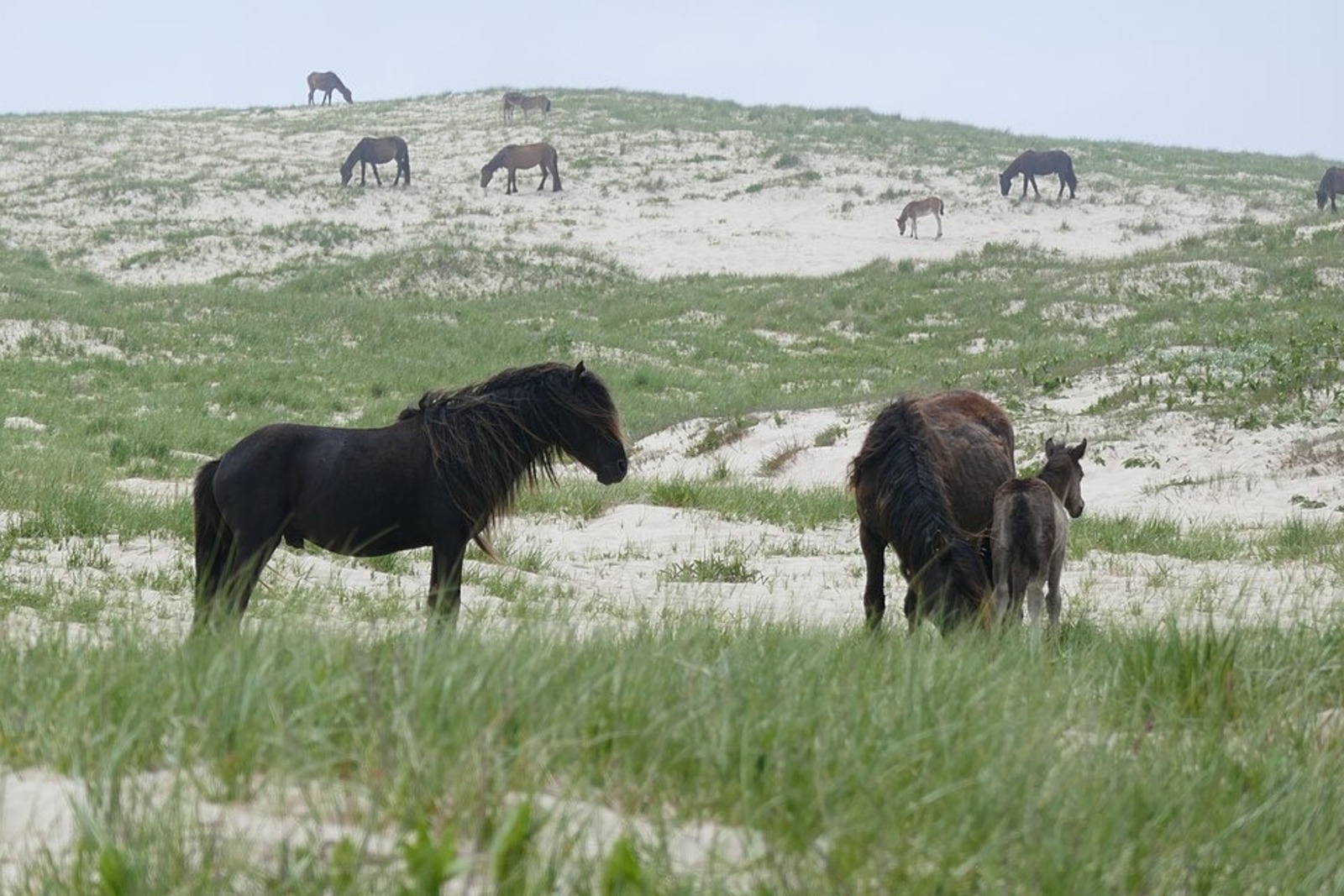 Ilha sable, Ilha, Cavalos