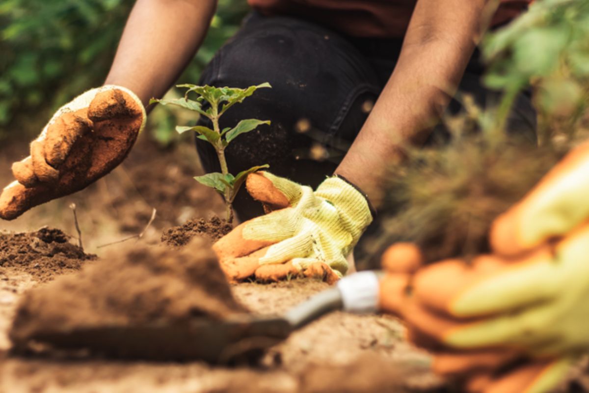 A agropecuária sustentável ganhou papel de destaque na agenda internacional da COP 30, que ocorrerá de 10 a 21 de novembro de 2025, em Belém (PA)