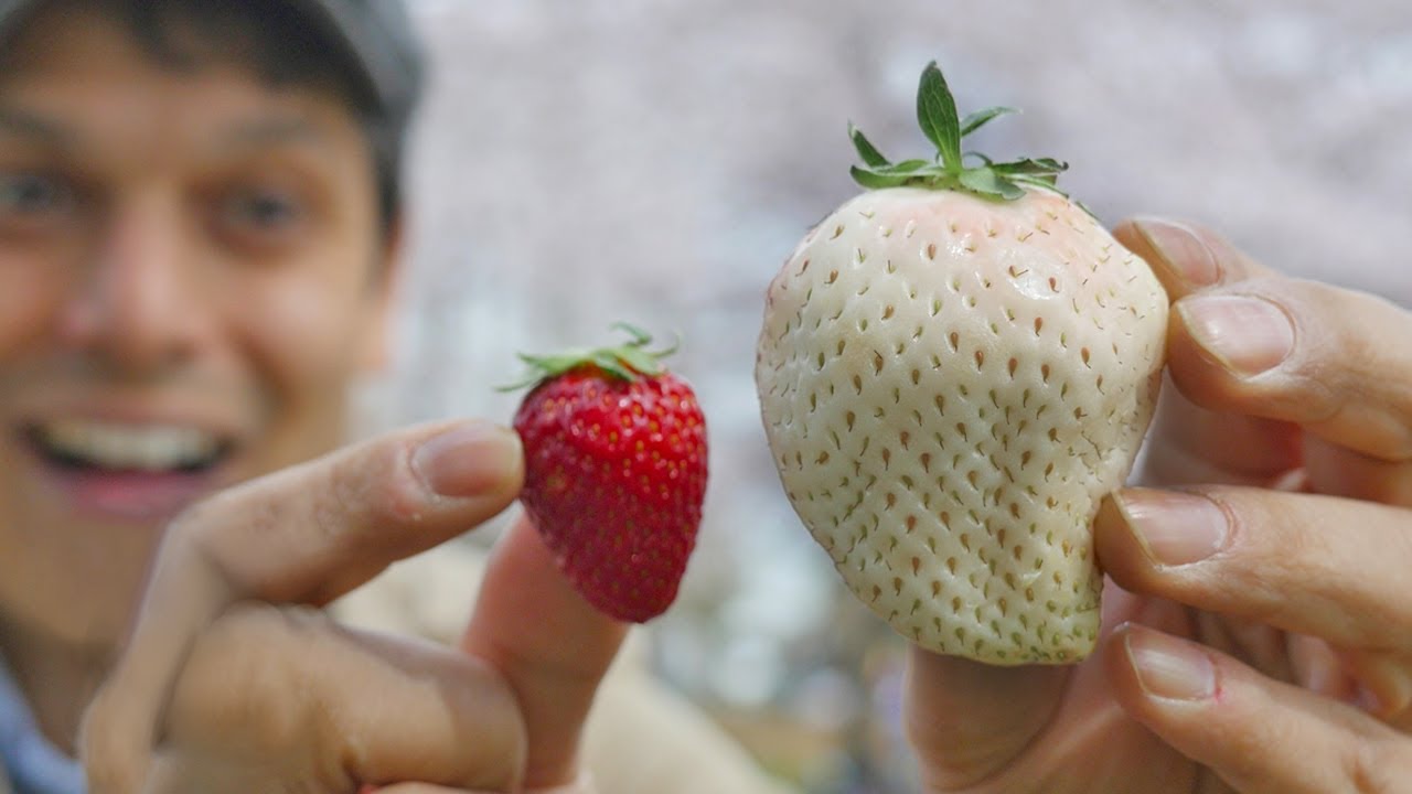 O morango que pode chegar a mais de R$ 1.600 por unidade, considerado o mais caro do mundo por seu tamanho gigante, doçura extrema e produção raríssima; a joia japonesa Bijin-hime