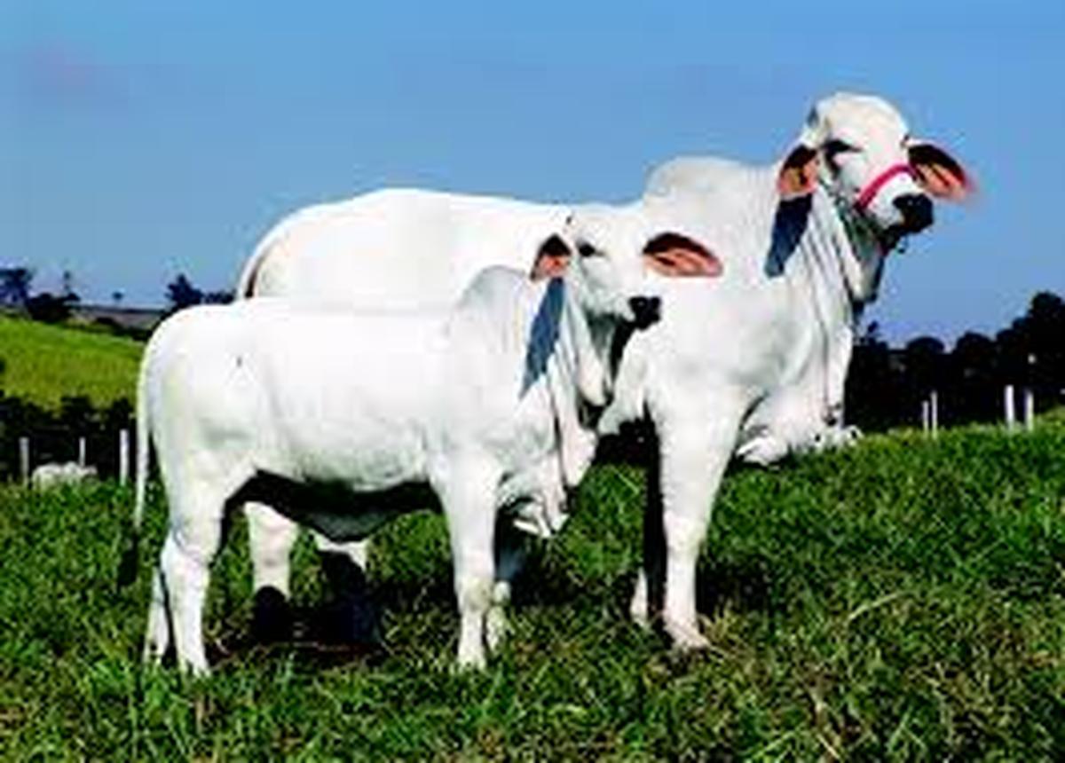 Gado Brahman em pasto verde, representando a expansão genética e produtiva da pecuária brasileira.