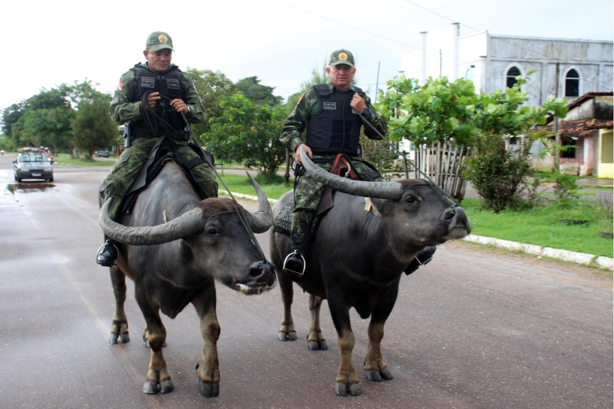 Policiamento com búfalos