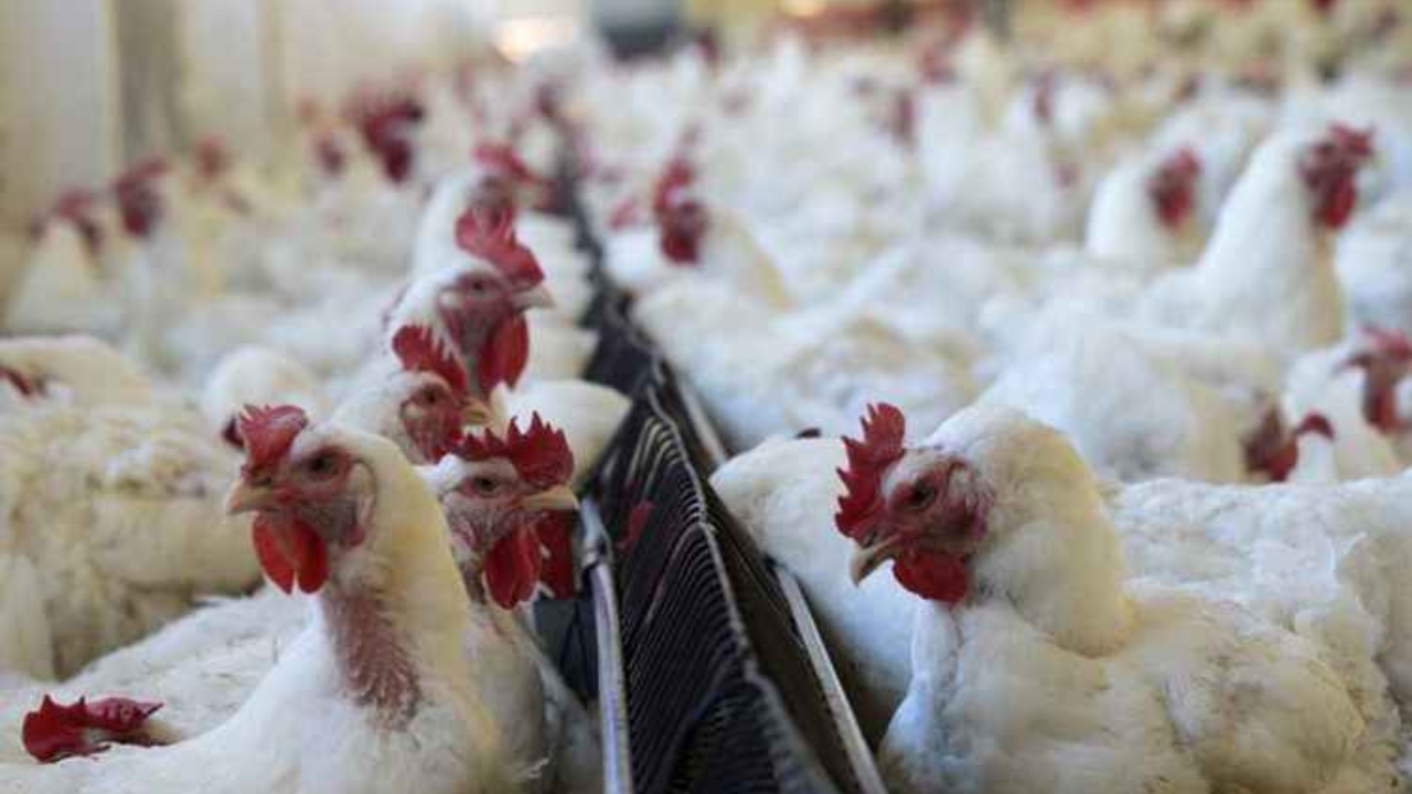 Galpão com frangos brancos sendo alimentados, representando o aumento do preço da carne de frango no Brasil em 2025