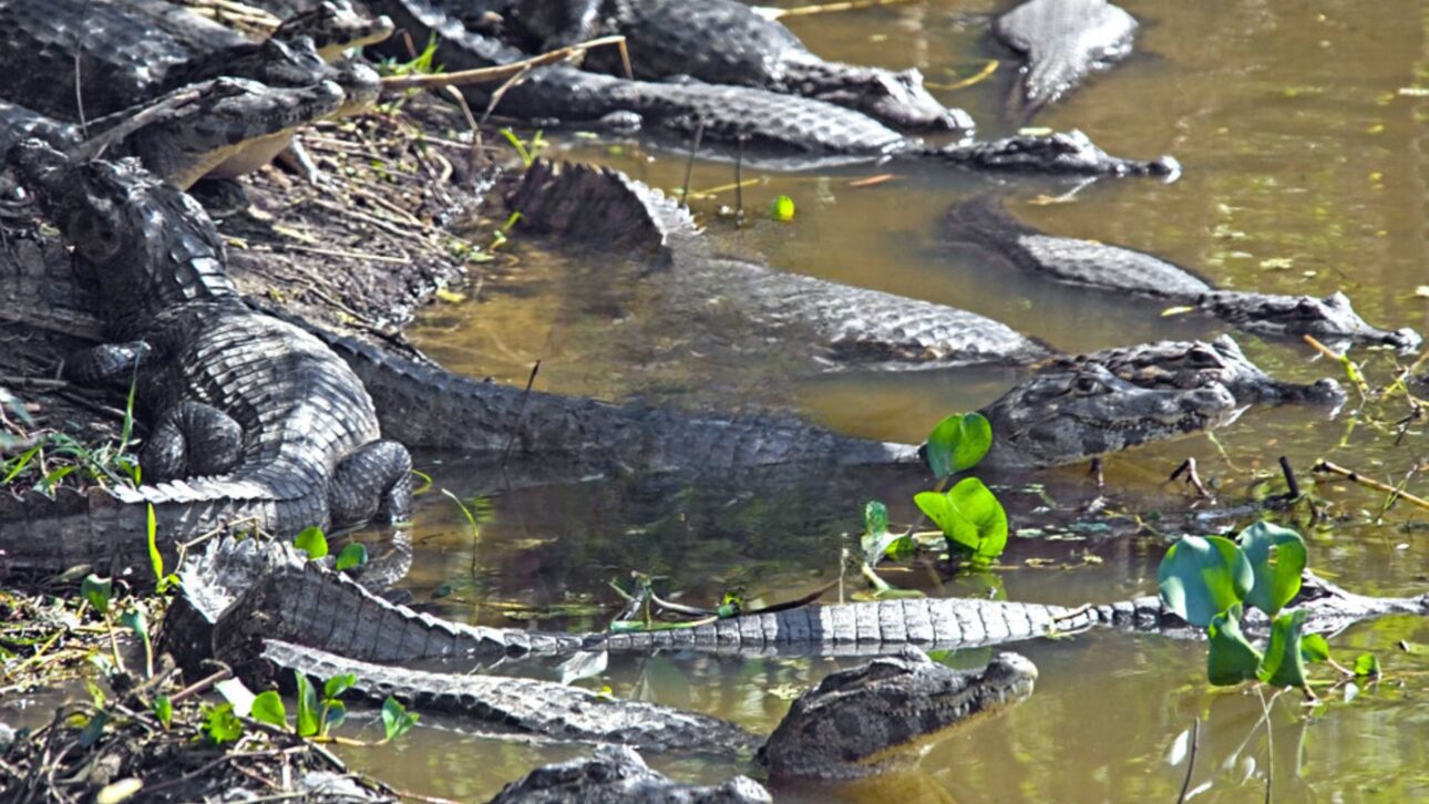 Corumbá abriga milhões de jacarés em sua vasta área alagada no Pantanal, enquanto a presença dos animais na zona urbana permanece extremamente rara.