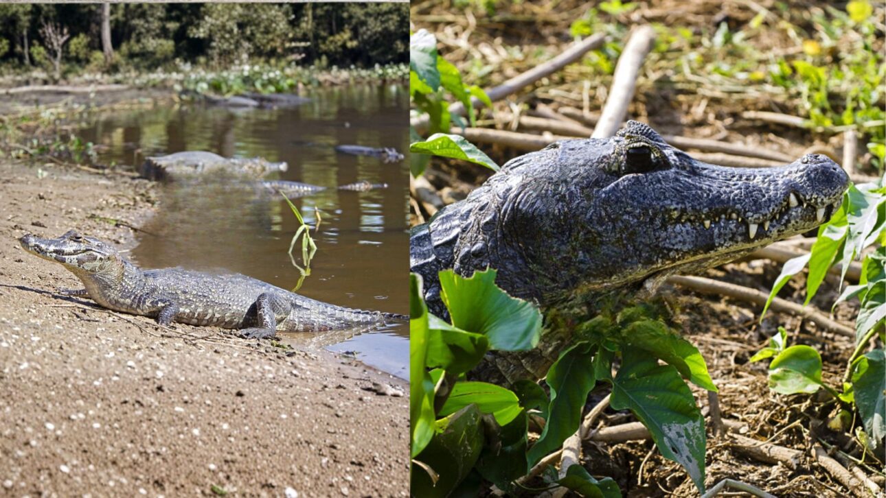 Corumbá abriga milhões de jacarés em sua vasta área alagada no Pantanal, enquanto a presença dos animais na zona urbana permanece extremamente rara.