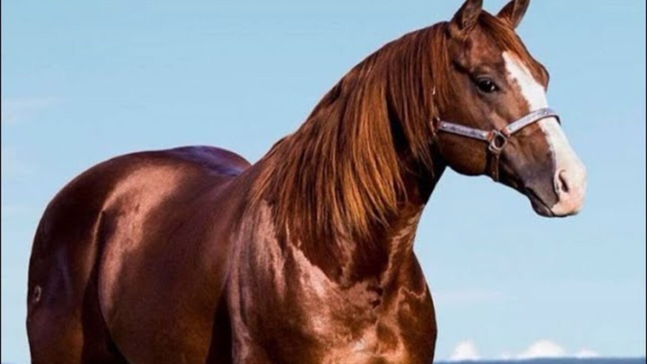 Rancho 263, de Henrique & Juliano, arremata NewPrince Diego HJG por R$ 5 milhões e assume papel de destaque no mercado de genética de elite da vaquejada.