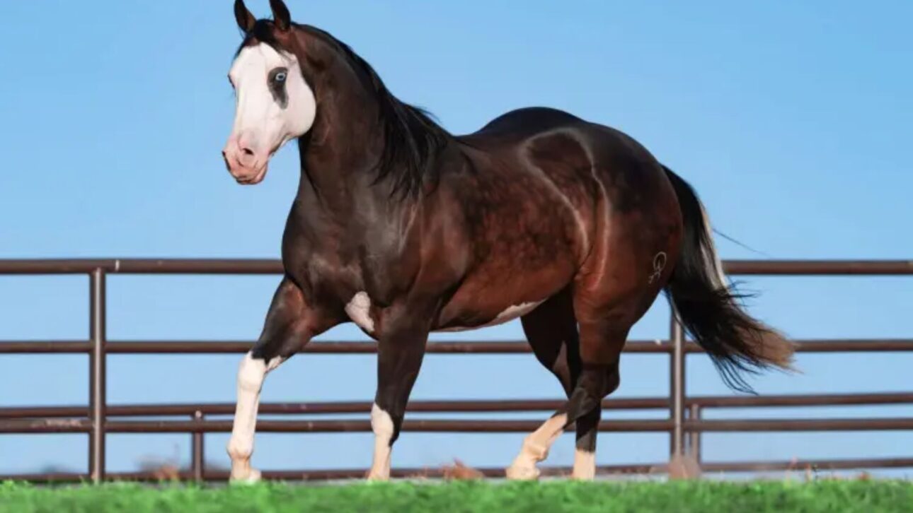 Rancho 263, de Henrique & Juliano, arremata NewPrince Diego HJG por R$ 5 milhões e assume papel de destaque no mercado de genética de elite da vaquejada.