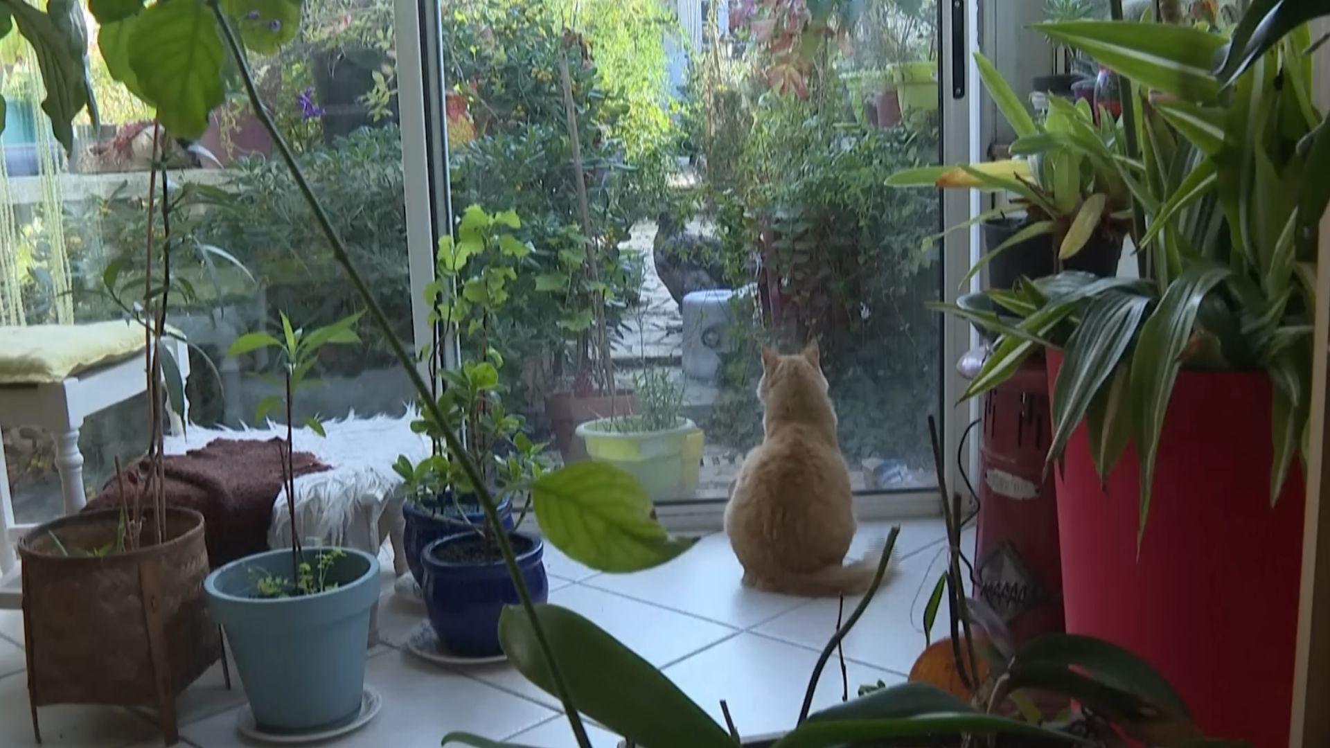 Gato na França é proibido pela Justiça de sair de casa após invadir quintal do vizinho, gerando multa, indenização e debate sobre direitos de animais.
