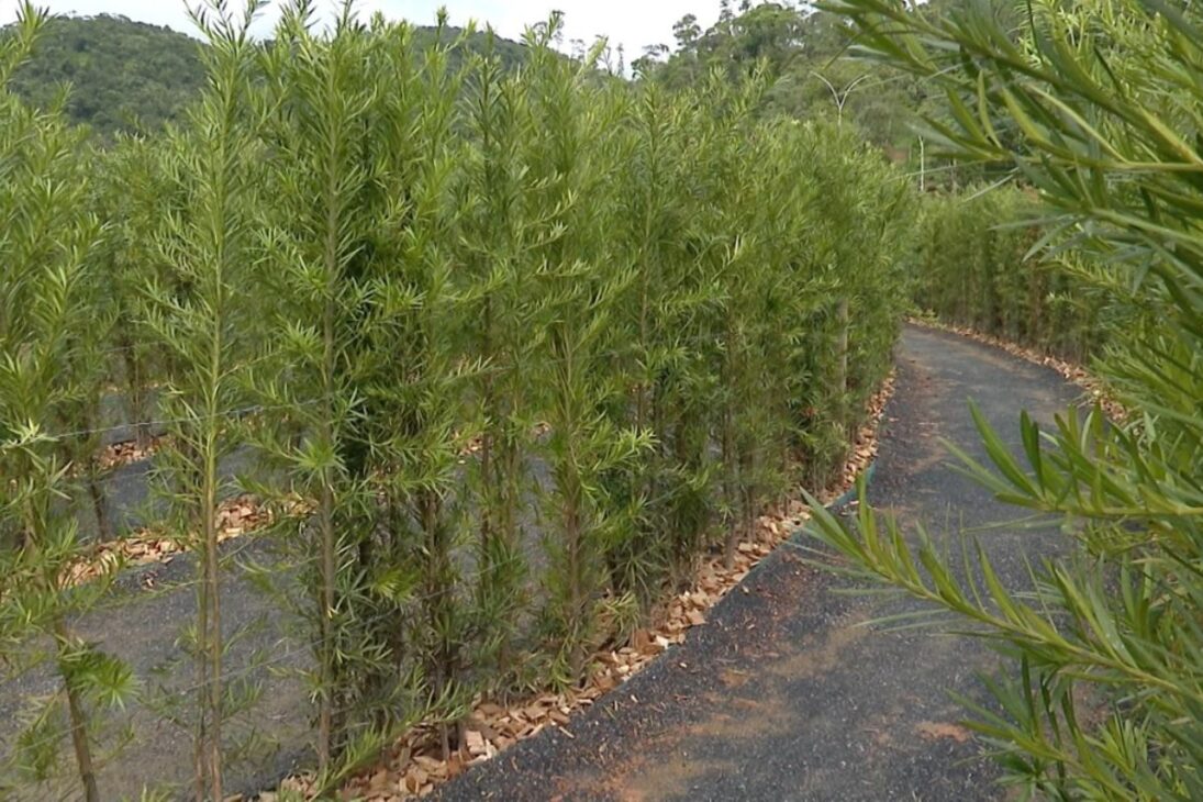 Pequena cidade de Santa Catarina esconde o maior labirinto do Sul do Brasil, feito com 6,5 mil árvores e um símbolo vivo de amizade com a Alemanha