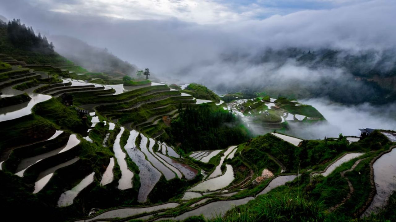 Terraços de arroz em Banaue escalam montanhas a 1.500 m de altura a paisagem esculpida à mão pelo povo Ifugao revela engenharia social e ecológica únicas
