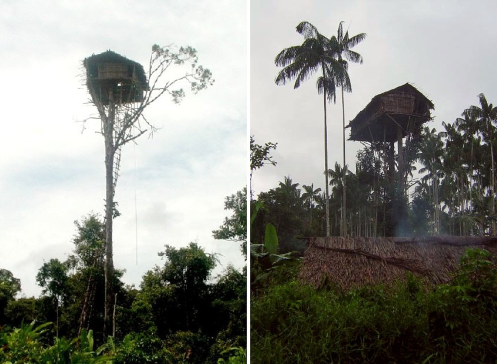 Tribo, Floresta, Korowai