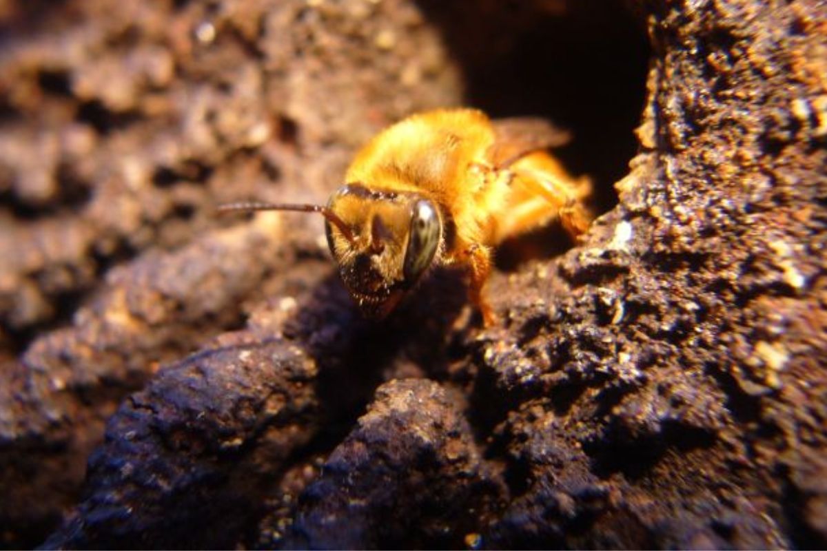 A criação de abelhas sem ferrão volta a movimentar Florianópolis entre os dias 6, 7 e 8 de novembro, com dois grandes eventos voltados à meliponicultura zootécnica