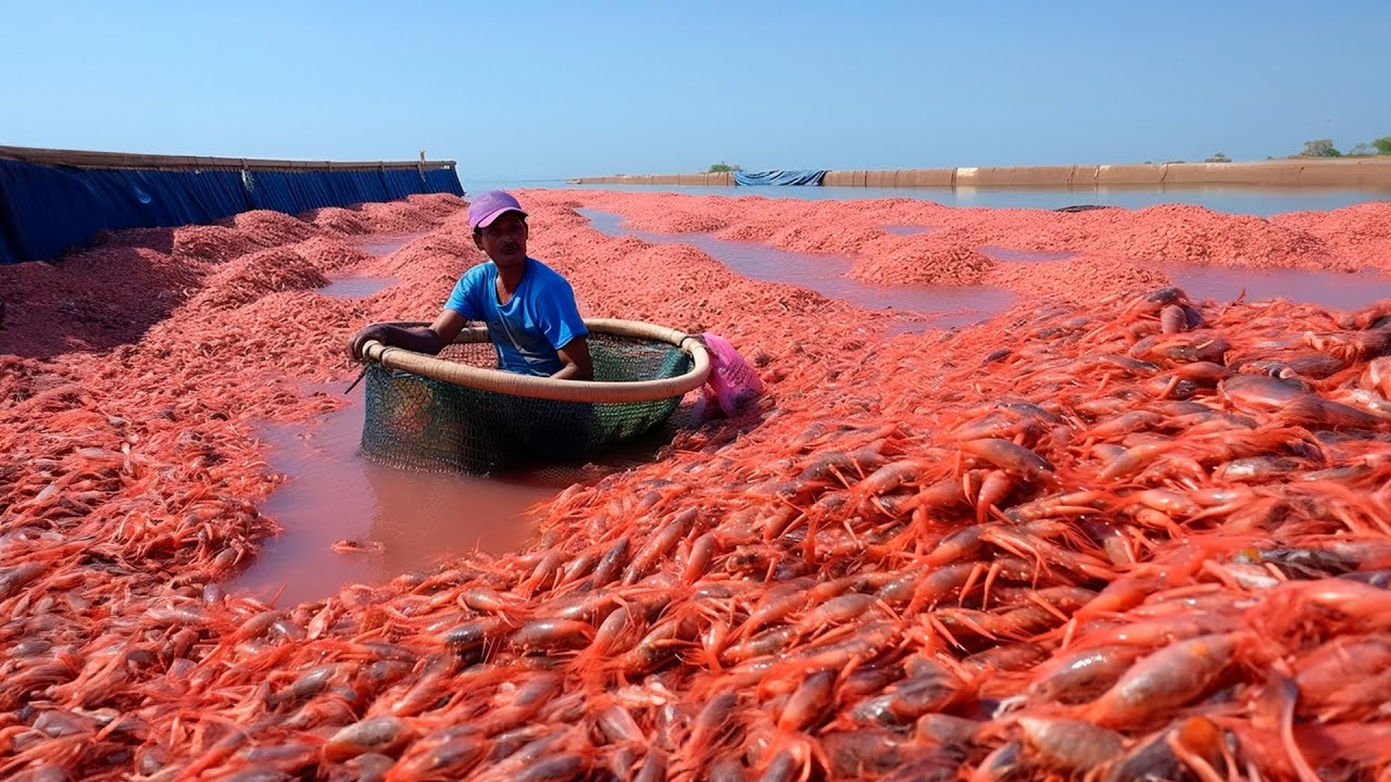 Com viveiros aerados 24 horas por dia e alimentação reforçada para acelerar o ciclo de engorda, a criação industrial de camarão mostra uma rotina que funciona como linha de montagem da proteína