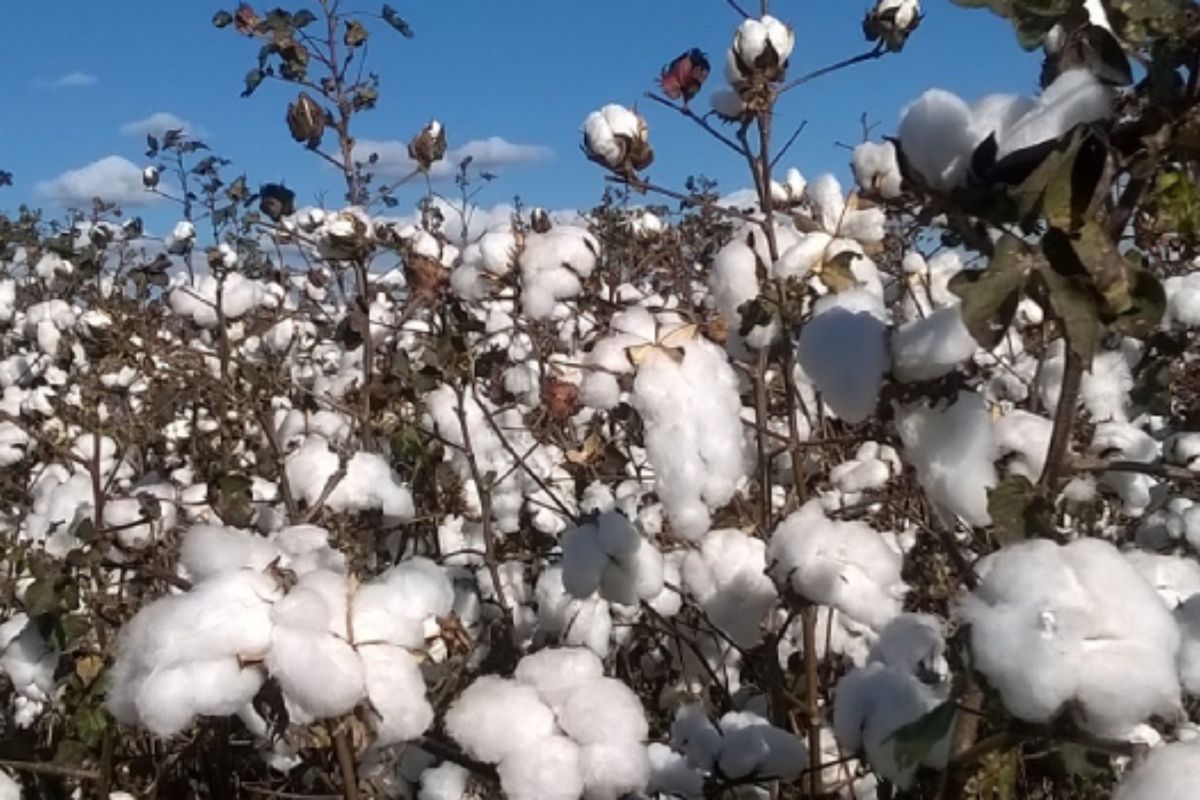 A produção de algodão em Minas Gerais alcançou resultados expressivos nos últimos anos, consolidando o estado como um dos principais polos da cotonicultura nacional