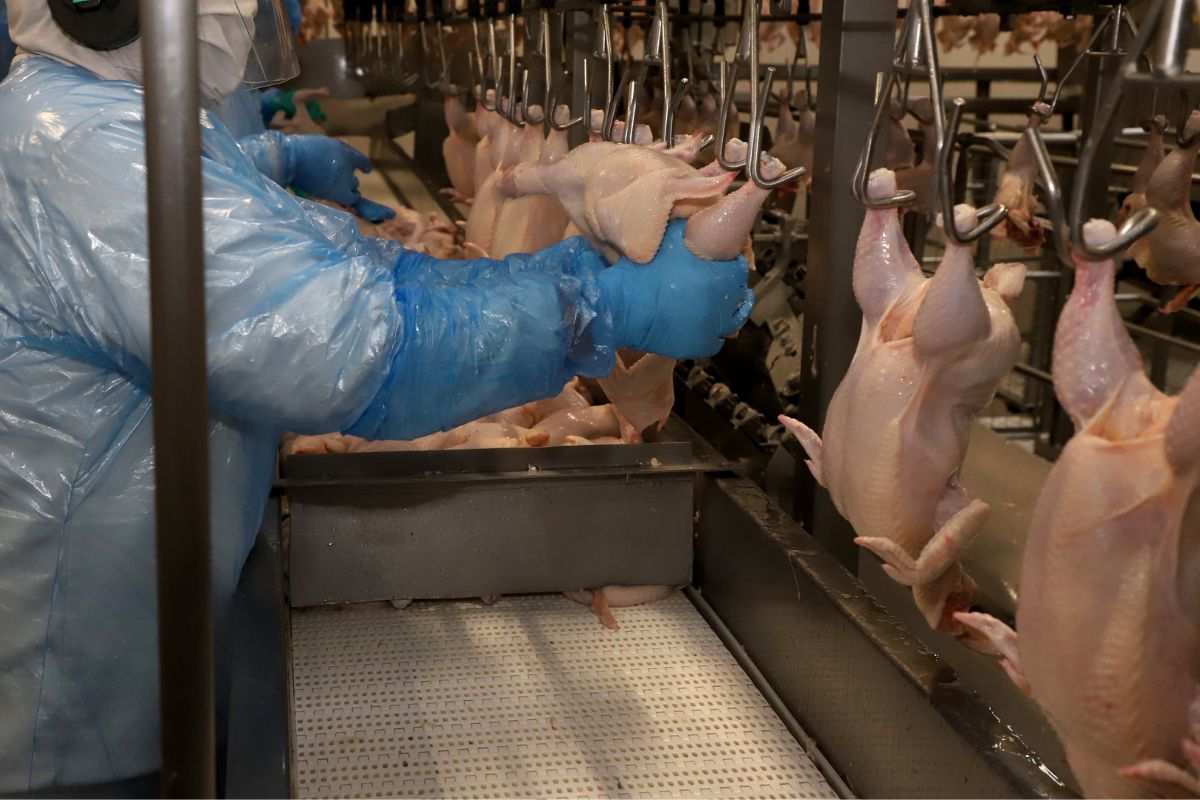 A produção de carne de frango no Paraná volta a ocupar posição de destaque no cenário global após a liberação das exportações para a China