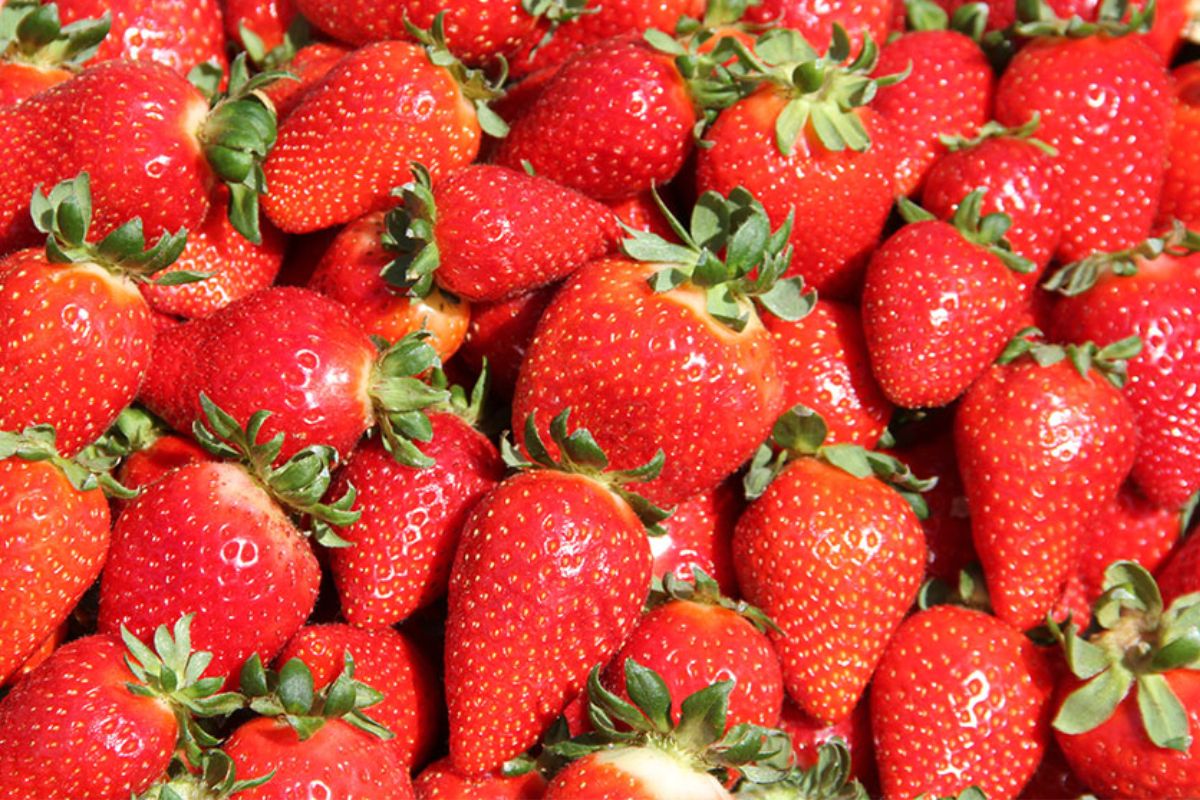 Em apenas dois anos, a produção de morangos no Brasil, por meio da cultivar nacional BRS Fênix, criada pela Embrapa, fez o número de mudas saltar de 2,5 para 5 milhões e já projeta atingir 10 milhões em 2026