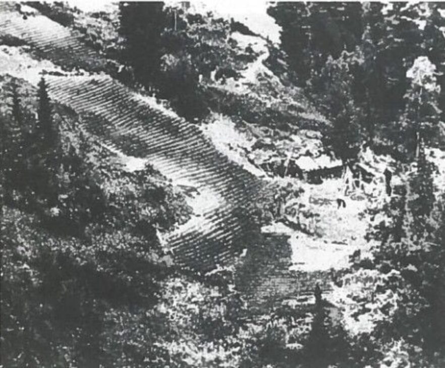 Floresta, Sibéria, Família