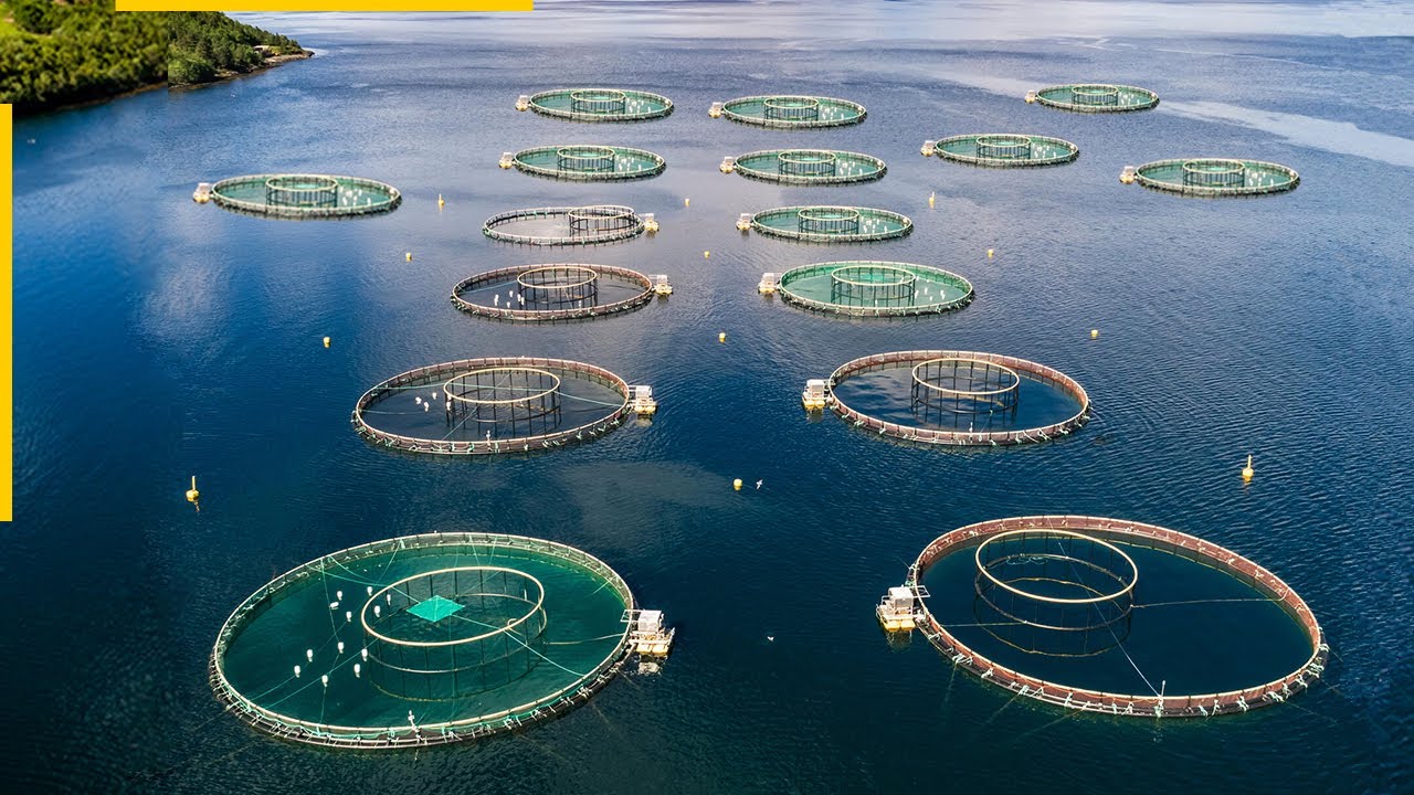 Com investimentos bilionários, jaulas offshore de até 110 metros de diâmetro e produção em mar aberto a mais de 30 km da costa, a Noruega leva a aquicultura para o oceano profundo e inaugura a era das megafazendas de peixes