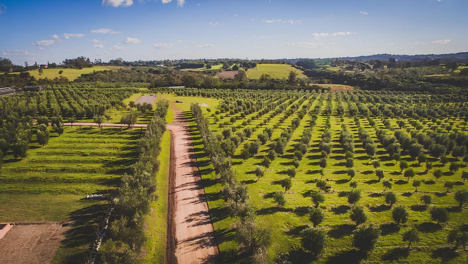 Maior plantação de oliveiras do Brasil no Rio Grande do Sul: milhões de árvores, azeite premiado, investidores improváveis e a aposta que ninguém acreditava que daria certo