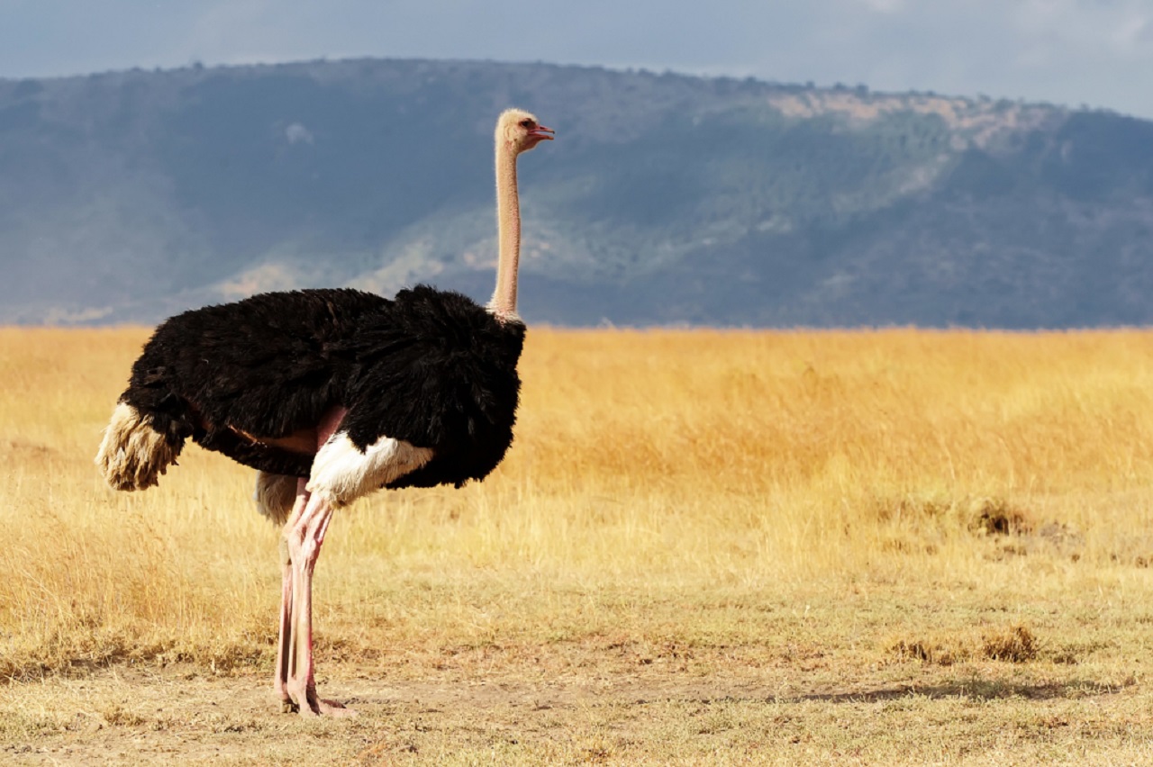 Com até 2,8 metros de altura, 156 kg e ovos maiores que tijolos, o avestruz é a maior ave viva do mundo e um colosso que desafia a lógica da natureza