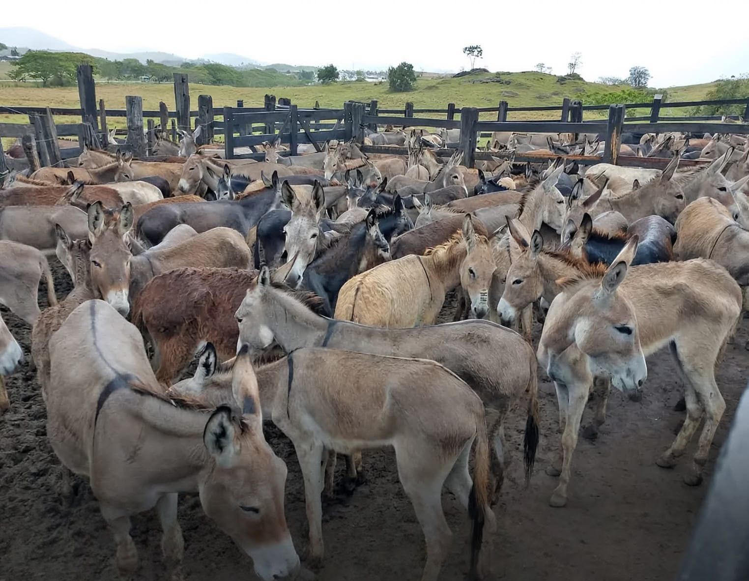 Carne de jumento entrou no radar do agronegócio brasileiro e promete virar o novo mercado de investimentos milionários para competir com bovinos e suínos